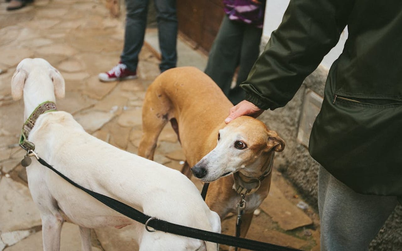Ibizan Hound — gallery 3