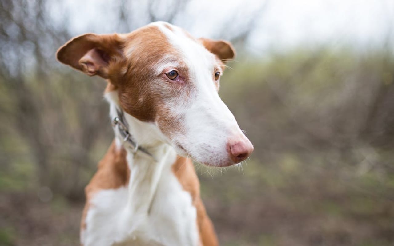 Ibizan Hound — gallery 4