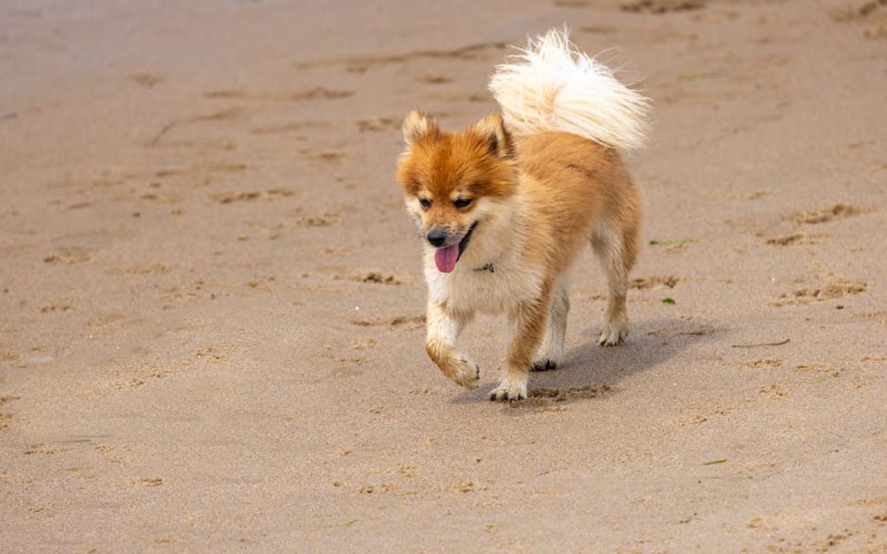 Icelandic Sheepdog — gallery 4