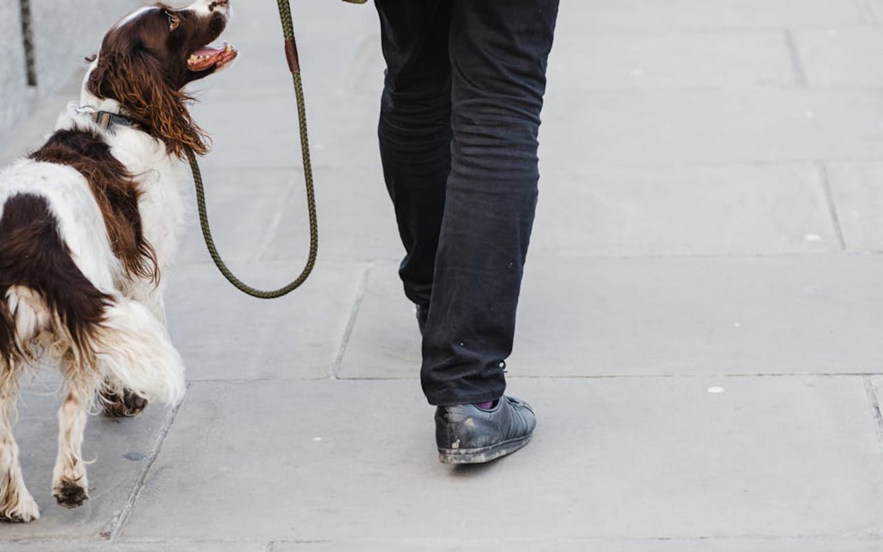 Irish Red and White Setter — gallery 2