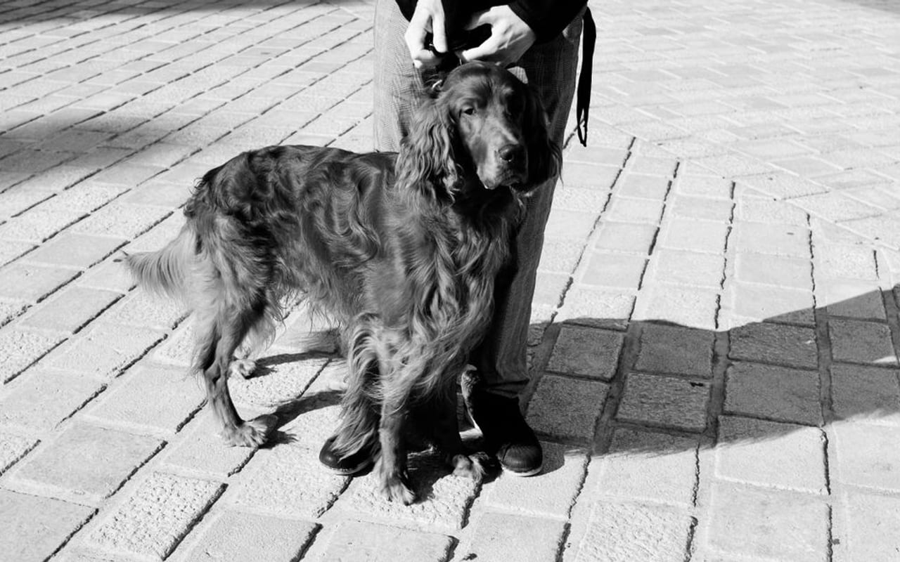 Irish Red and White Setter — gallery 3