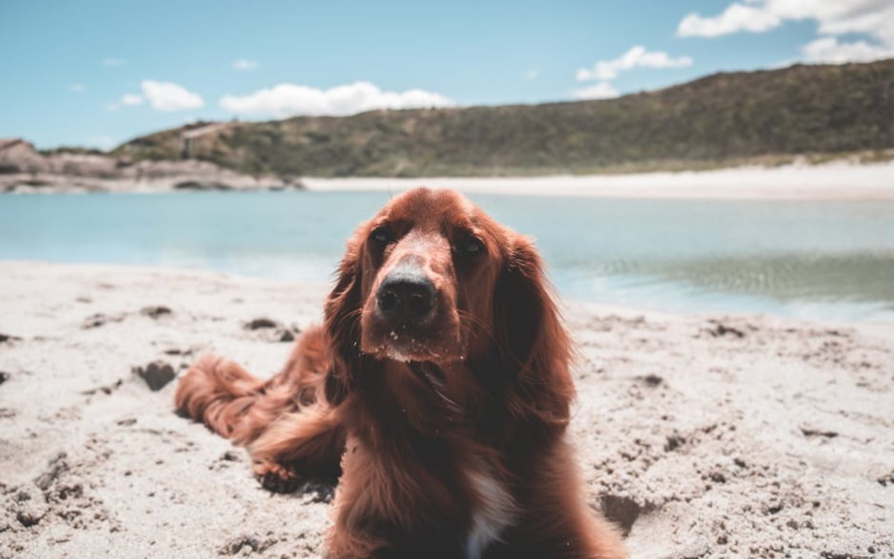 Irish Red and White Setter — gallery 4
