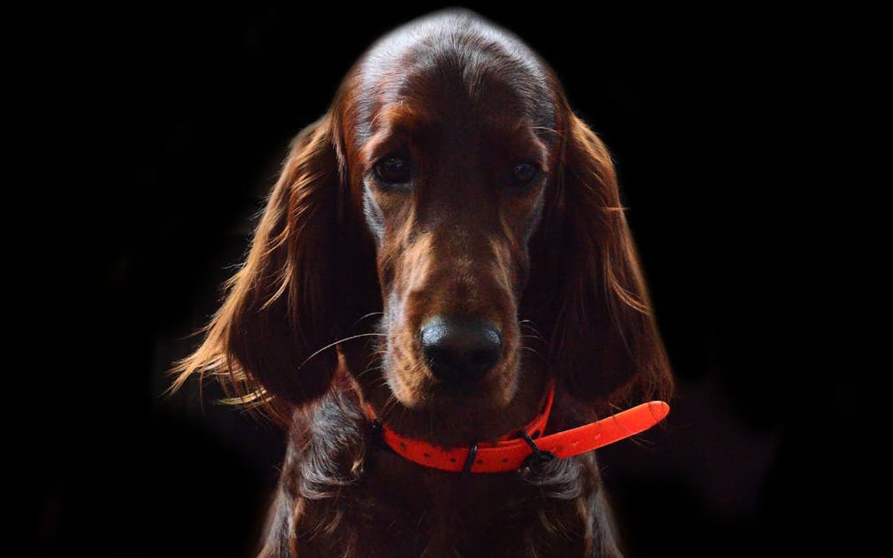 Irish Setter — gallery 4