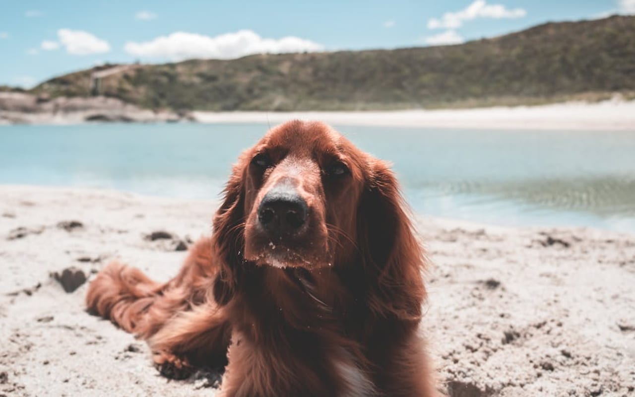 Irish Setter — gallery 5