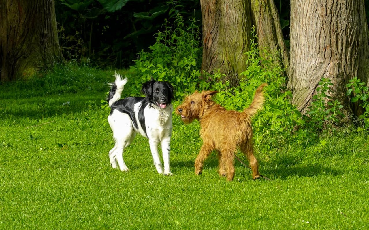 Irish Terrier