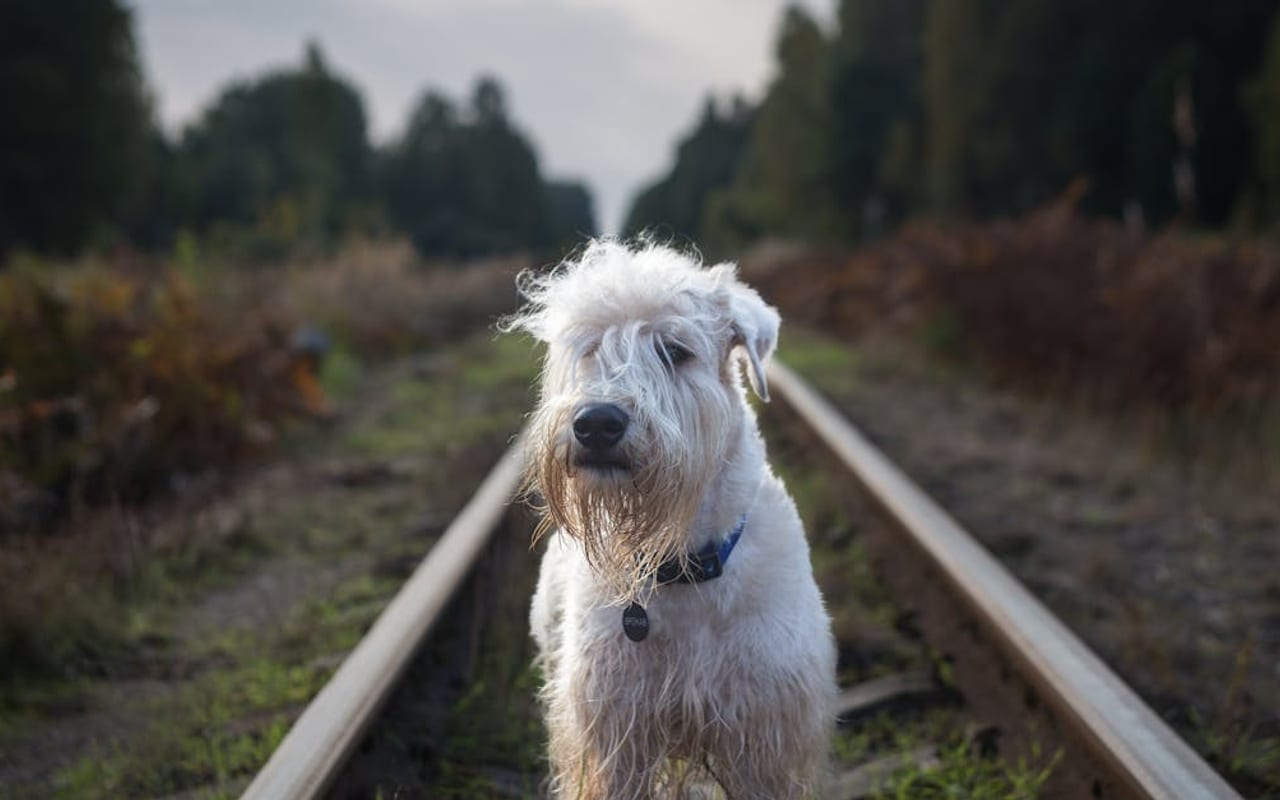 Irish Terrier — gallery 3