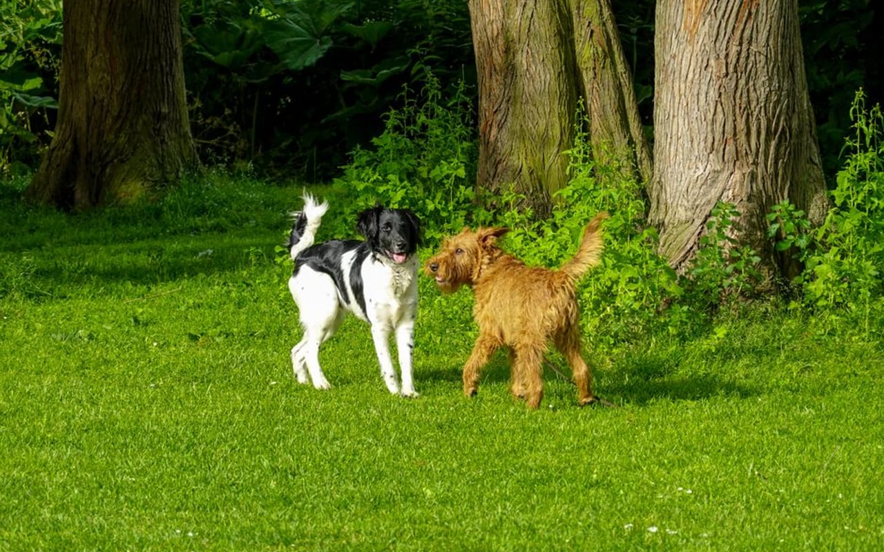 Irish Terrier — gallery 4