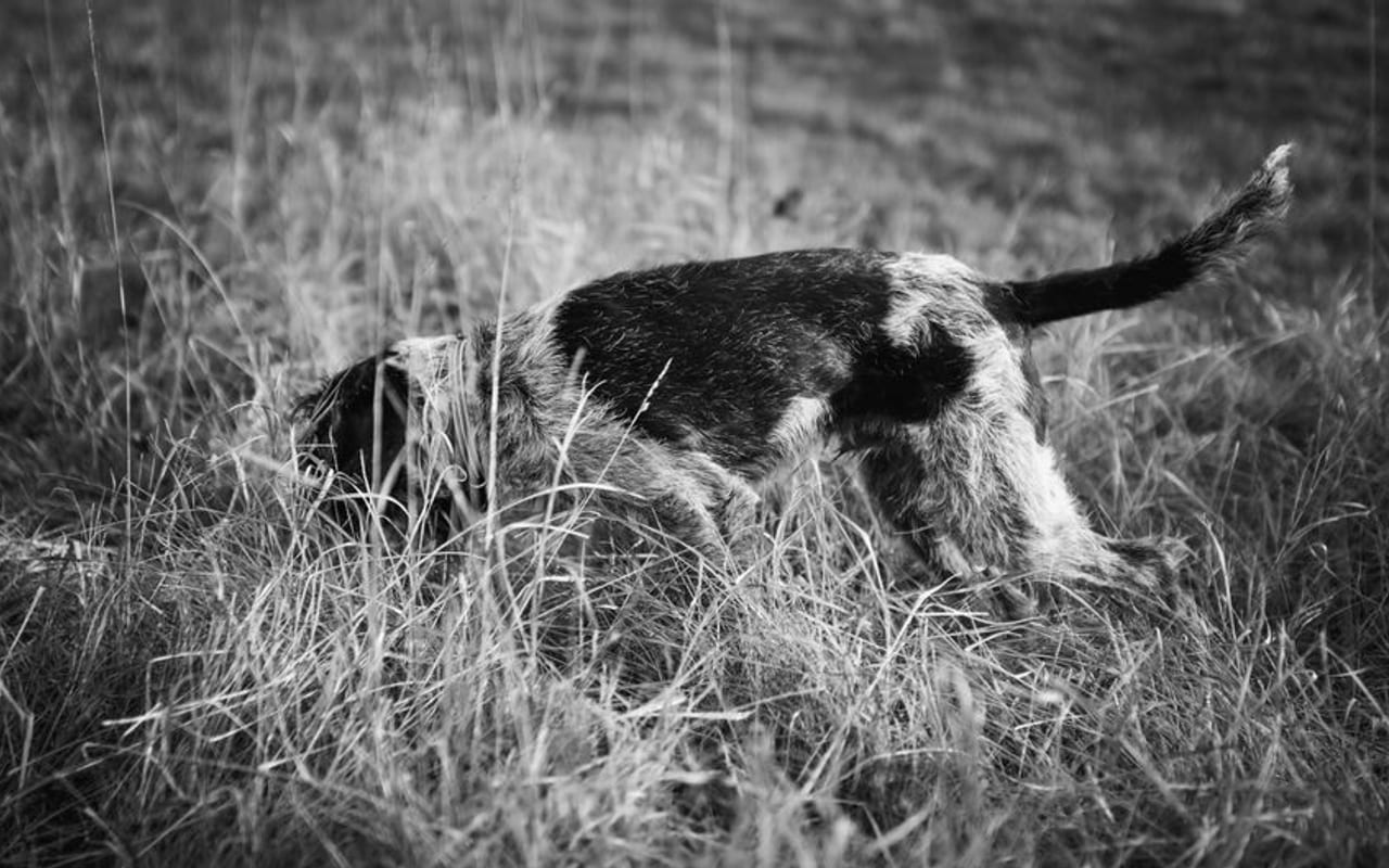 Irish Water Spaniel — gallery 4