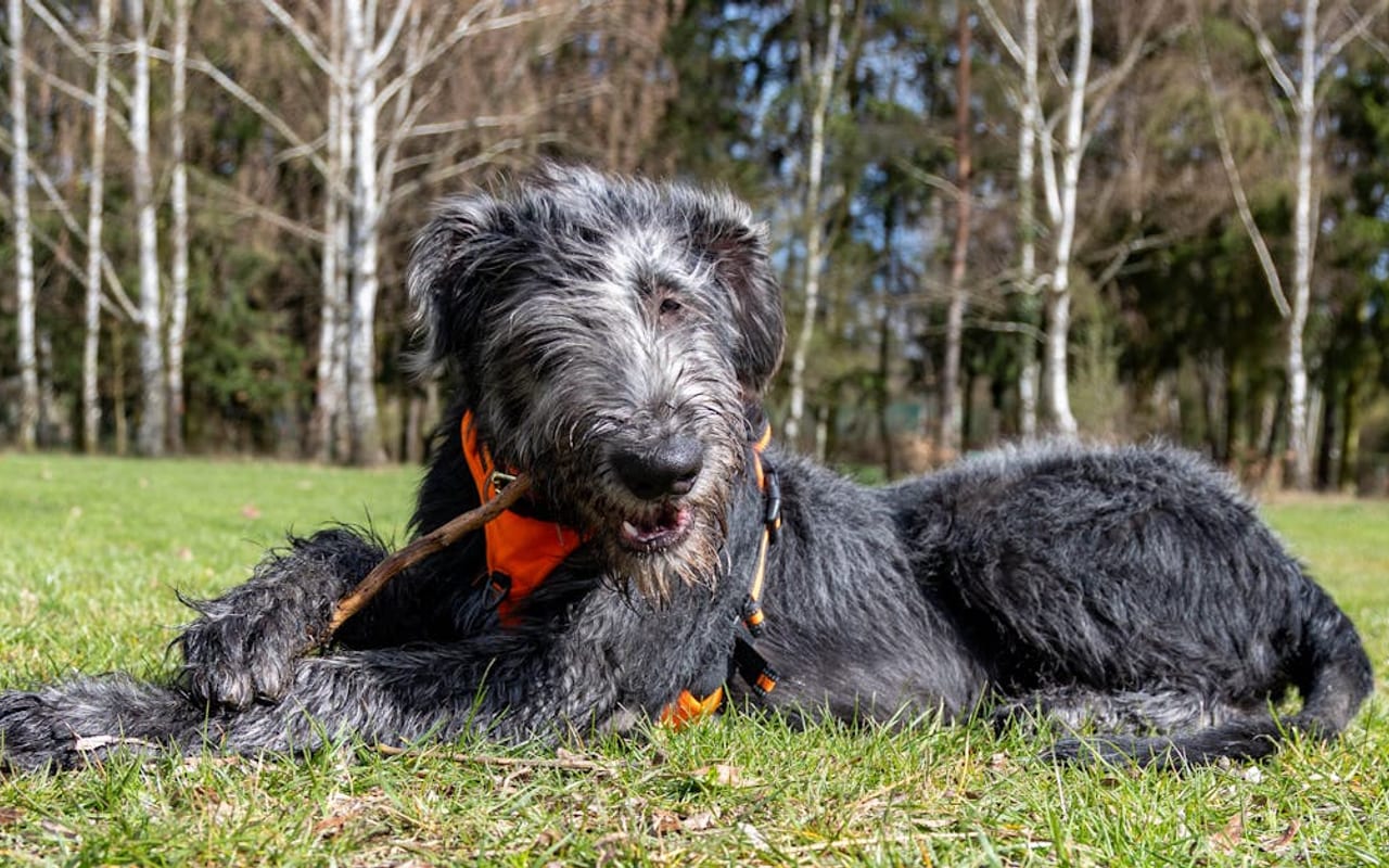 Irish Wolfhound dog breed