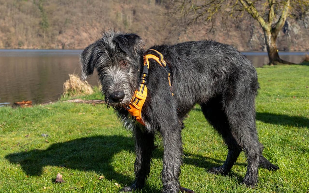 Irish Wolfhound — Irish Wolfhound — gallery 2