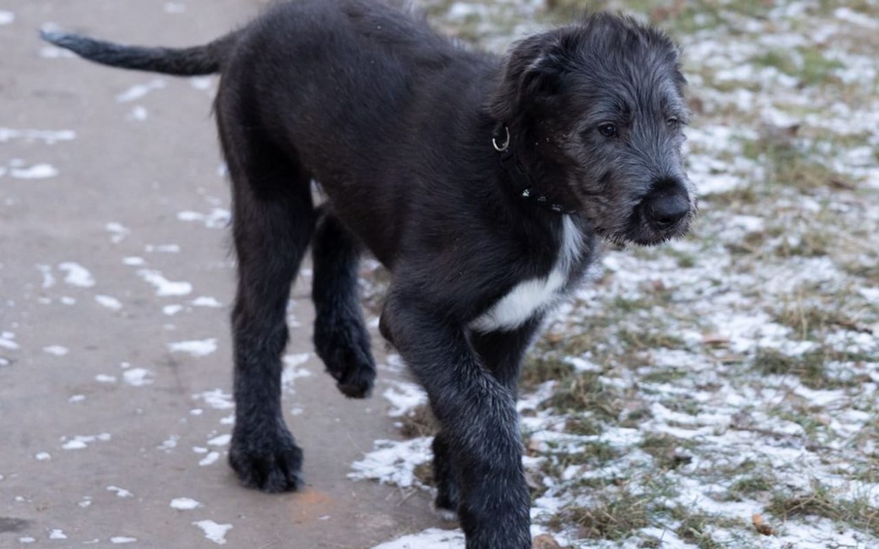 Irish Wolfhound — Irish Wolfhound — gallery 3