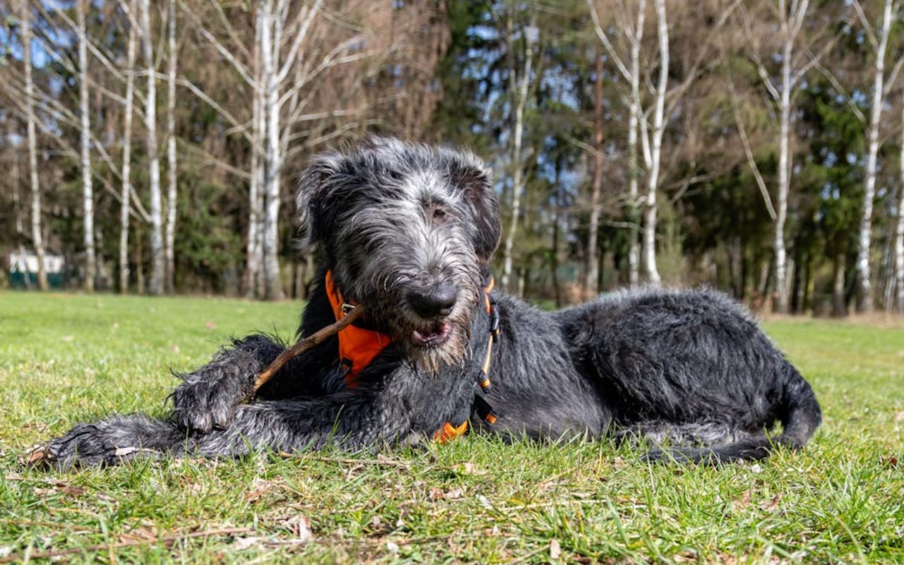 Irish Wolfhound — Irish Wolfhound — gallery 4