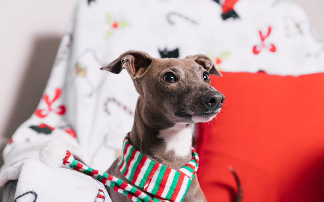 Italian Greyhound — gallery 4