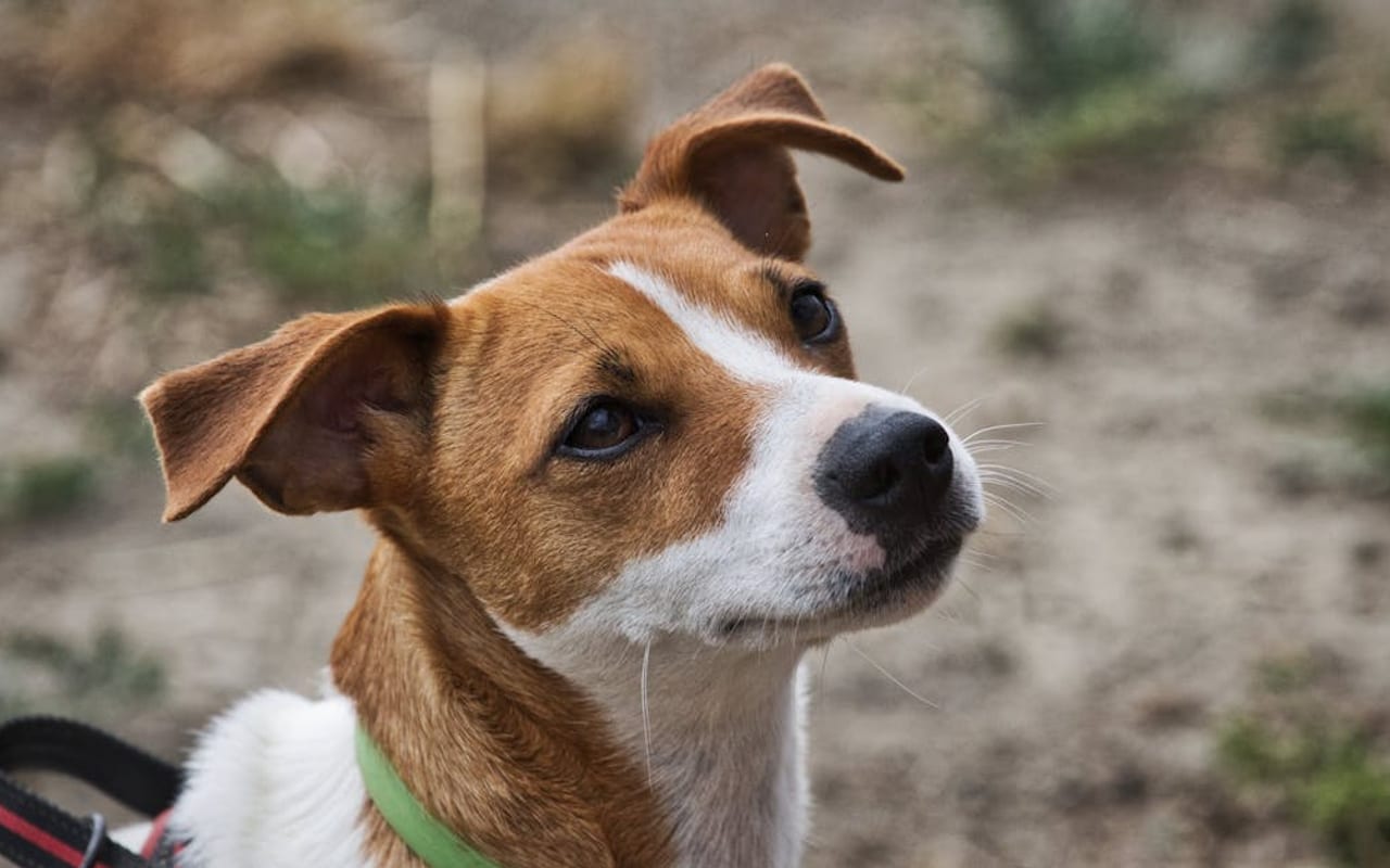 Jack Russell Terrier