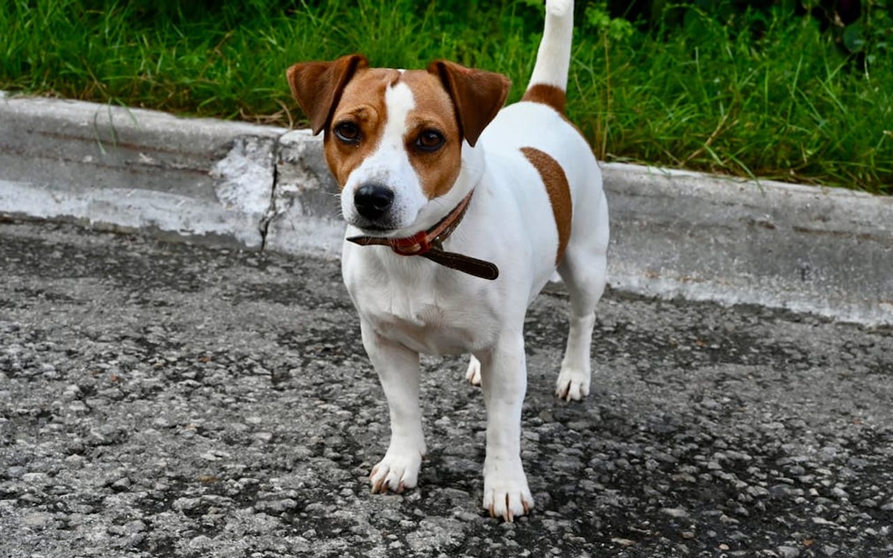 Jack Russell Terrier — gallery 2