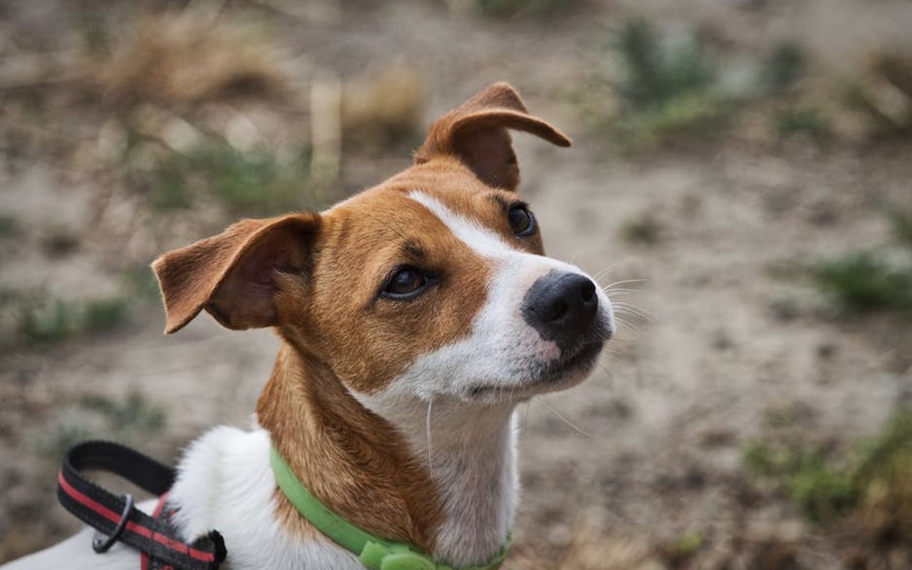 Jack Russell Terrier — gallery 4