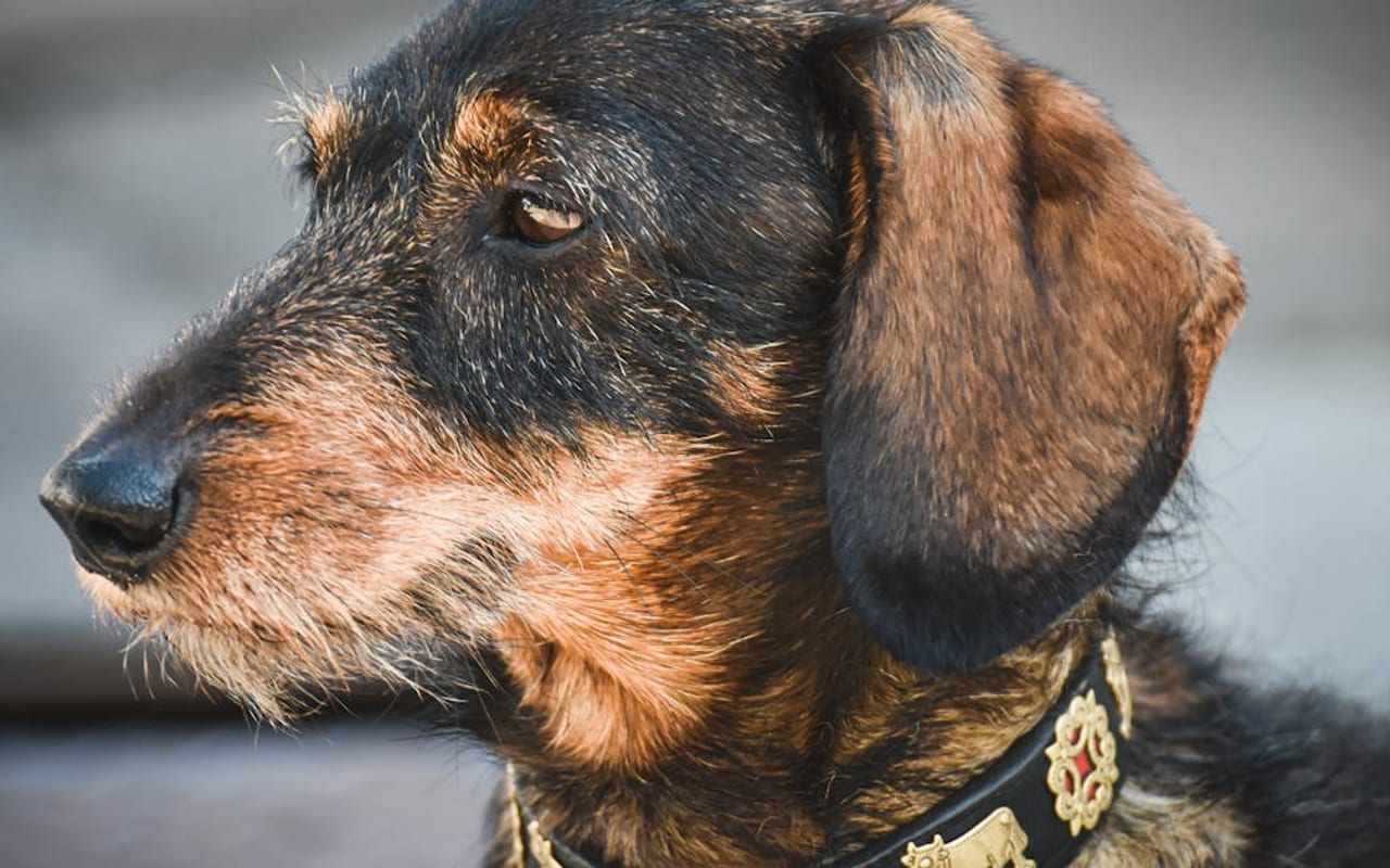 Jagdterrier dog breed portrait