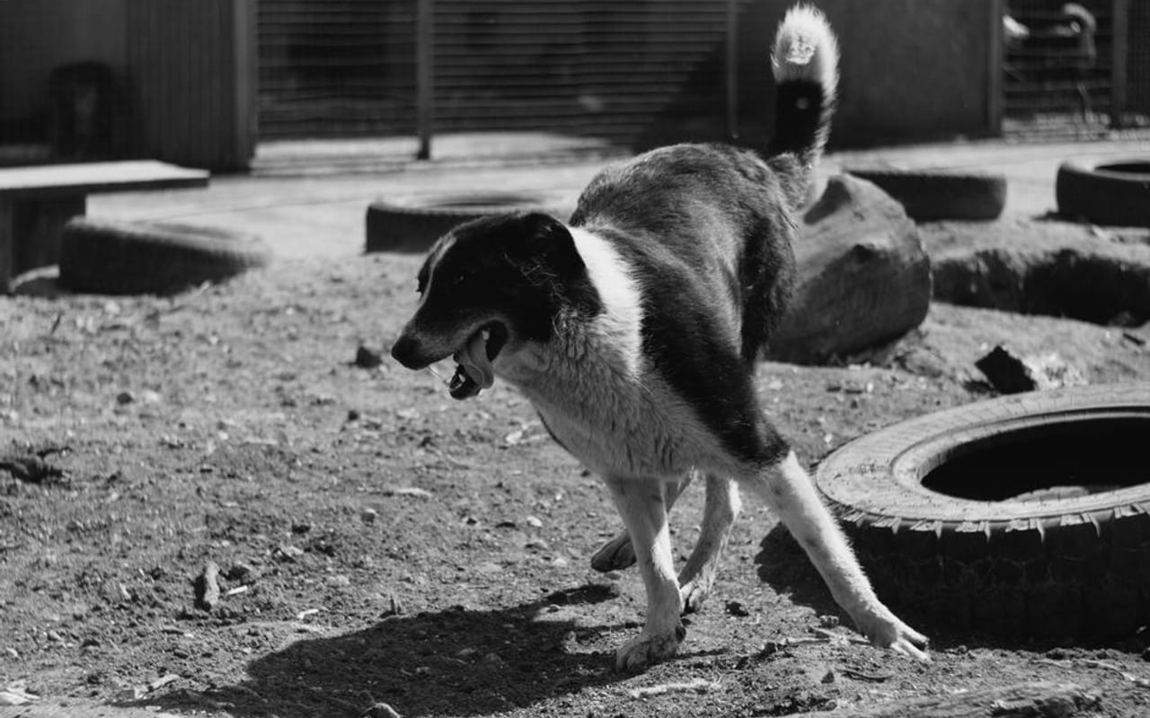 Jagdterrier — gallery 4