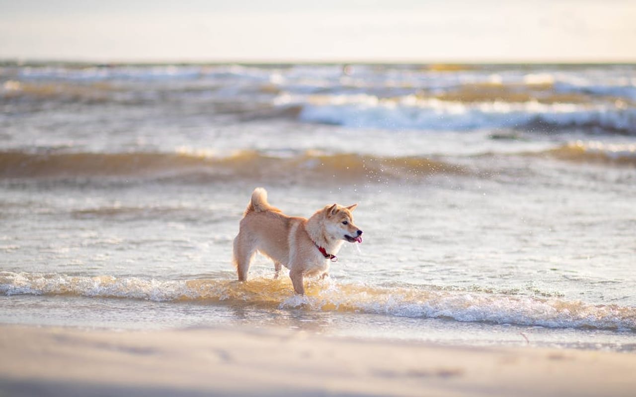 Japanese Akitainu dog breed portrait