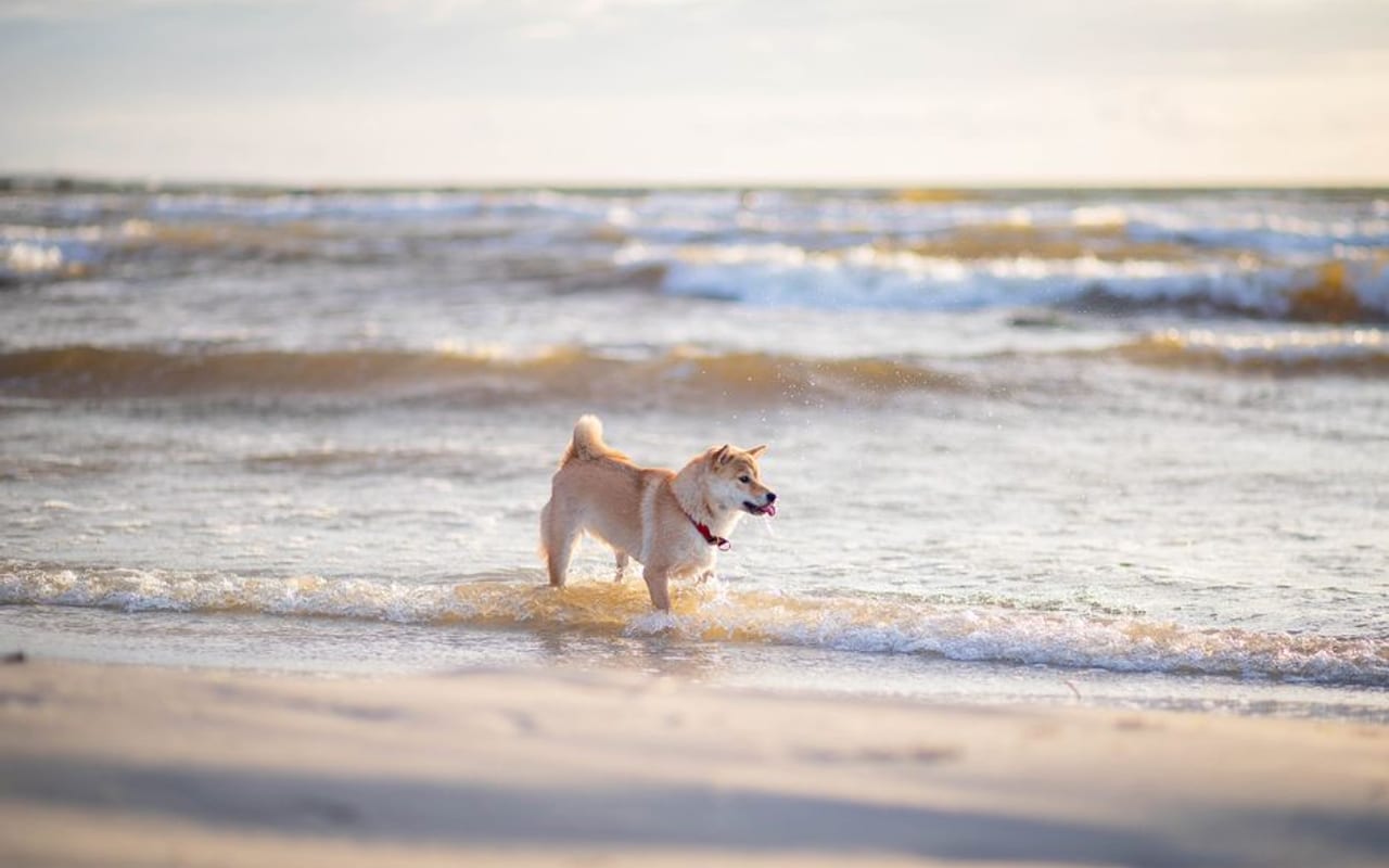 Japanese Akitainu — gallery 4