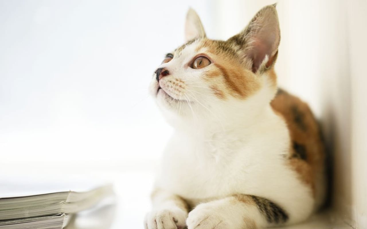 Japanese Bobtail — gallery 4