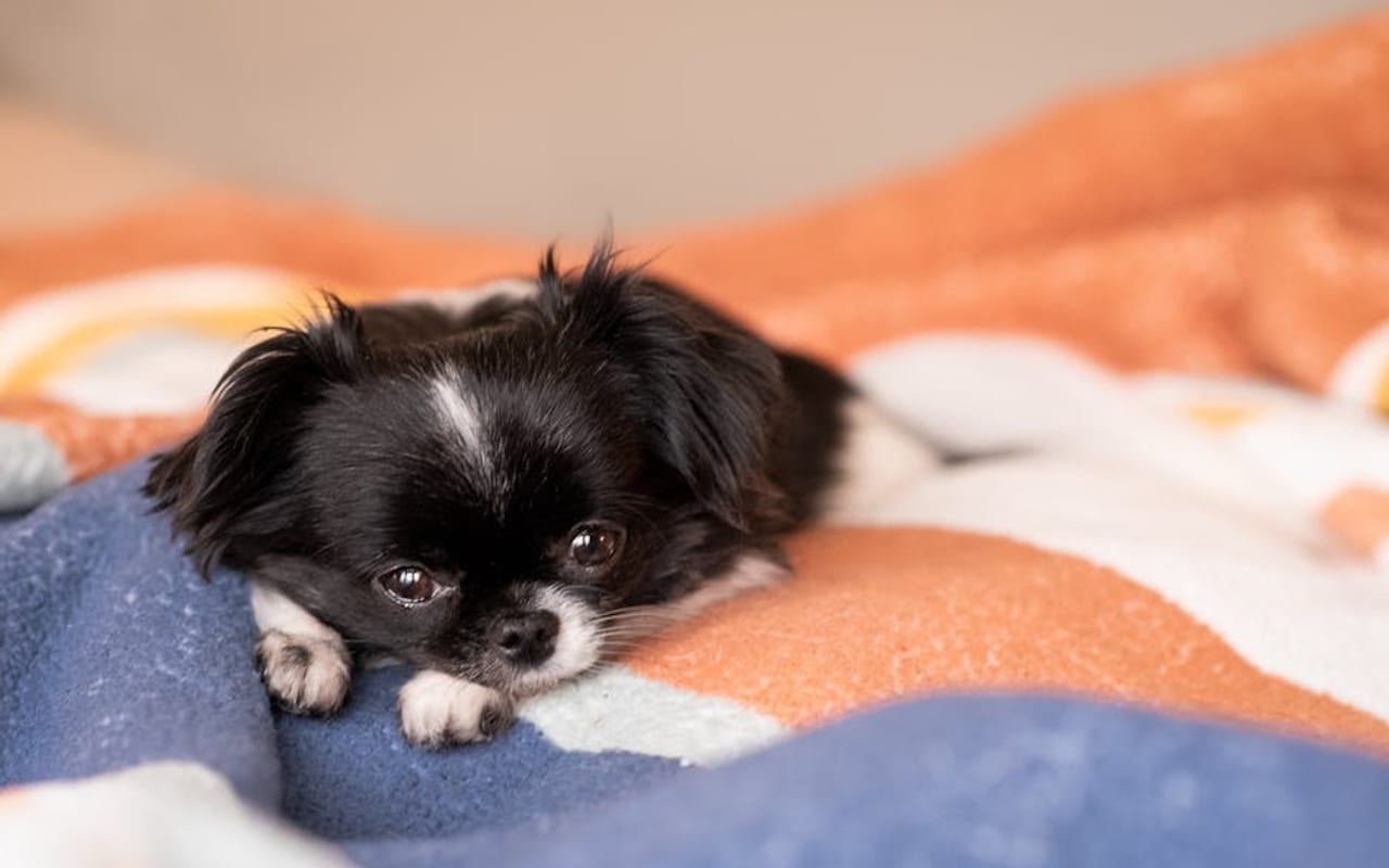 Japanese Chin — gallery 4