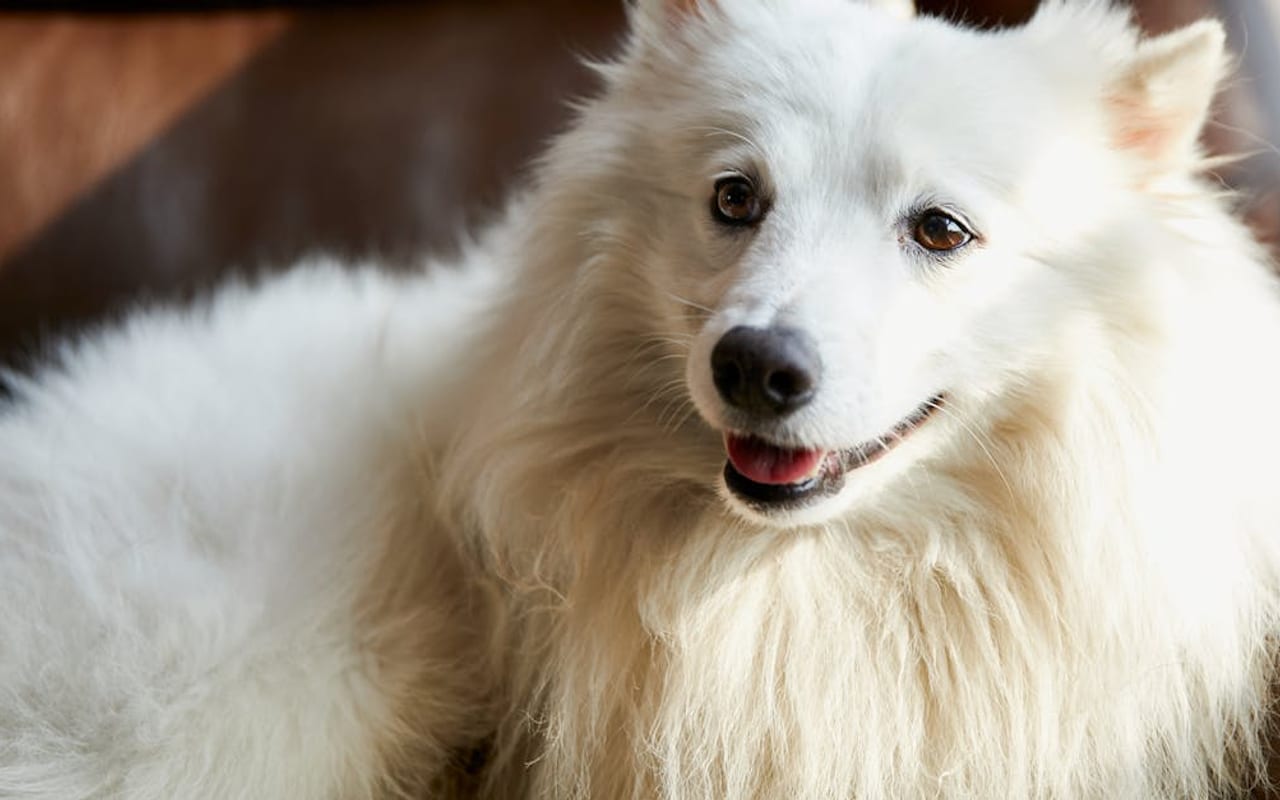 Japanese Spitz