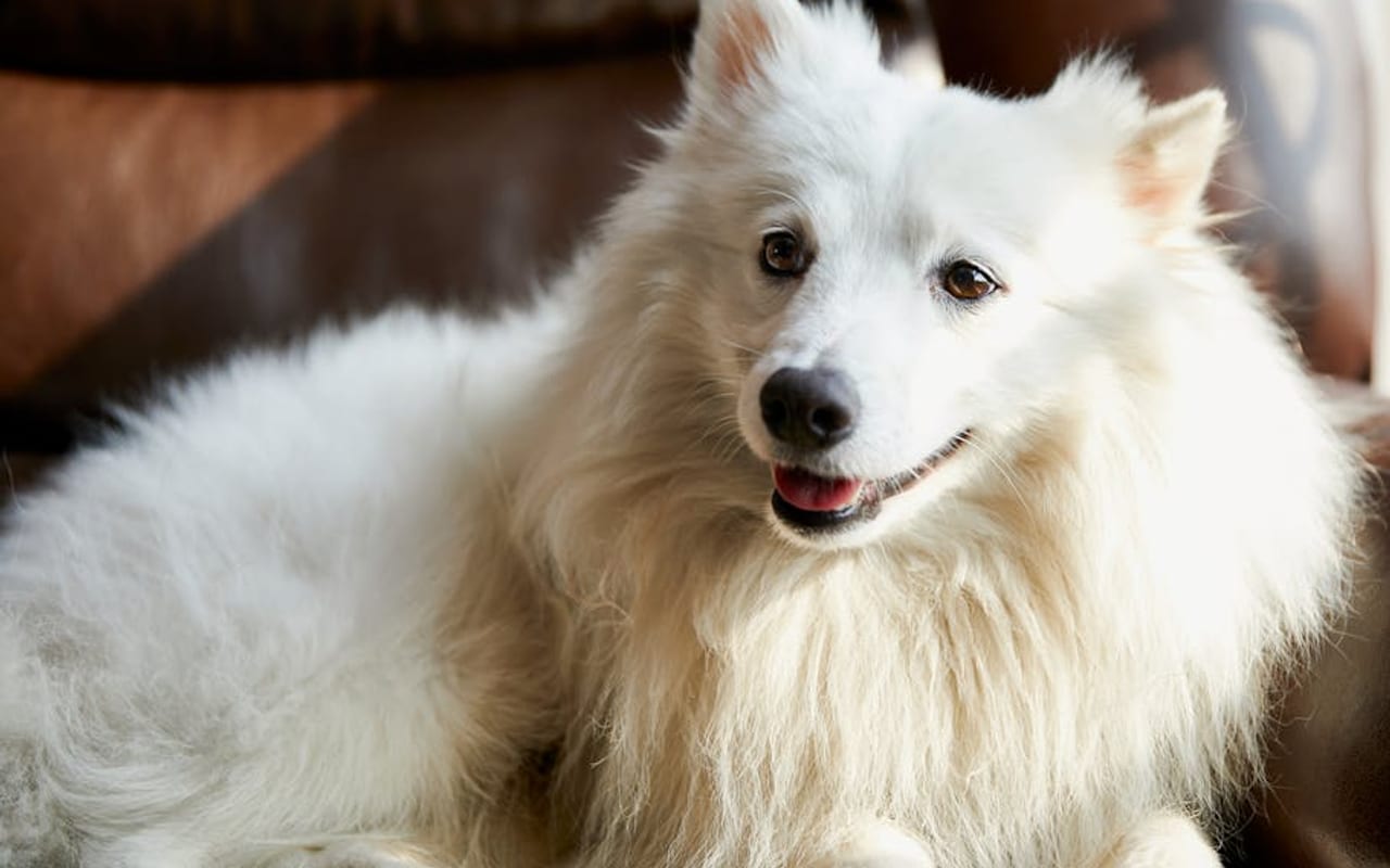 Japanese Spitz — gallery 4