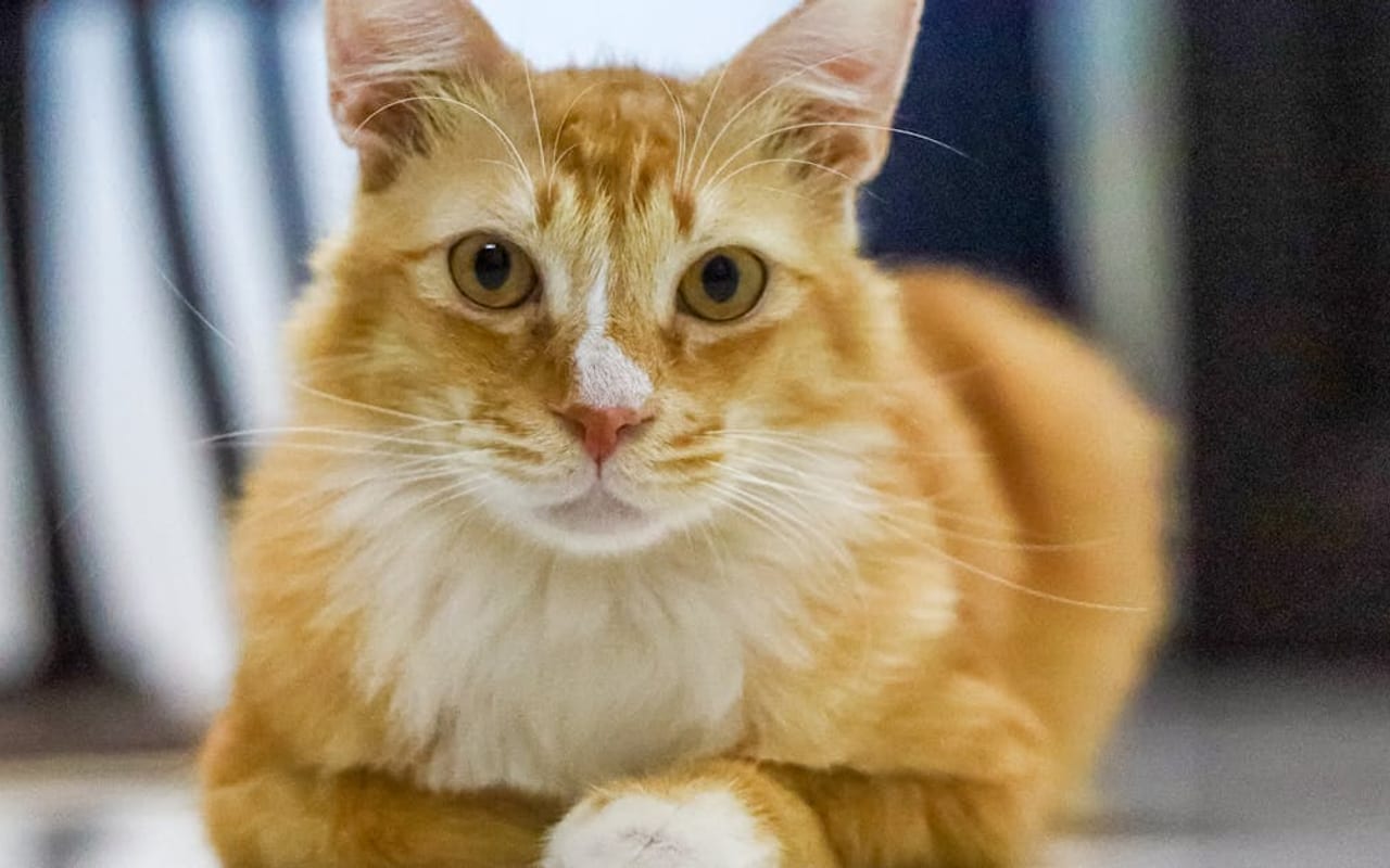 Javanese cat breed portrait