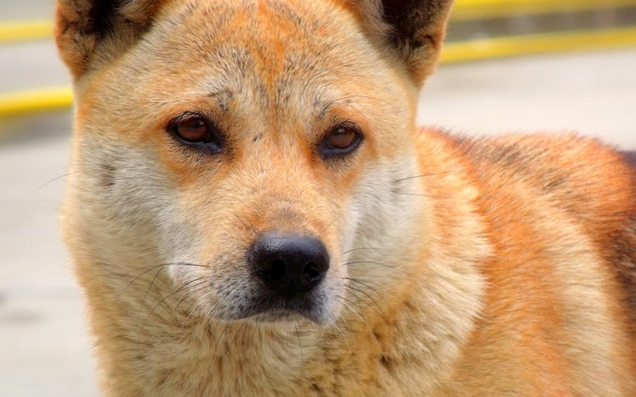 Jindo dog breed portrait