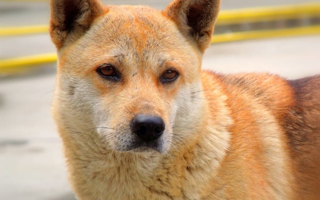 Jindo — gallery 4