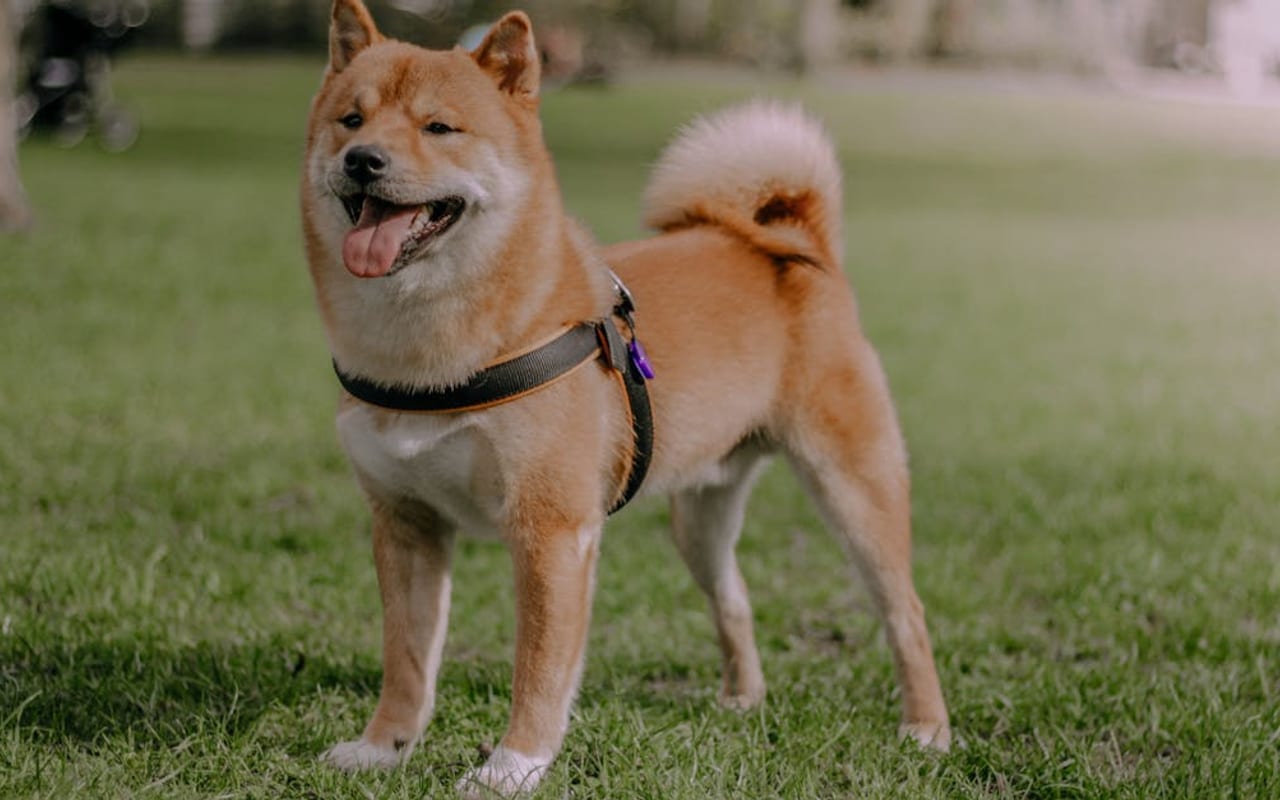 Kai Ken dog breed portrait