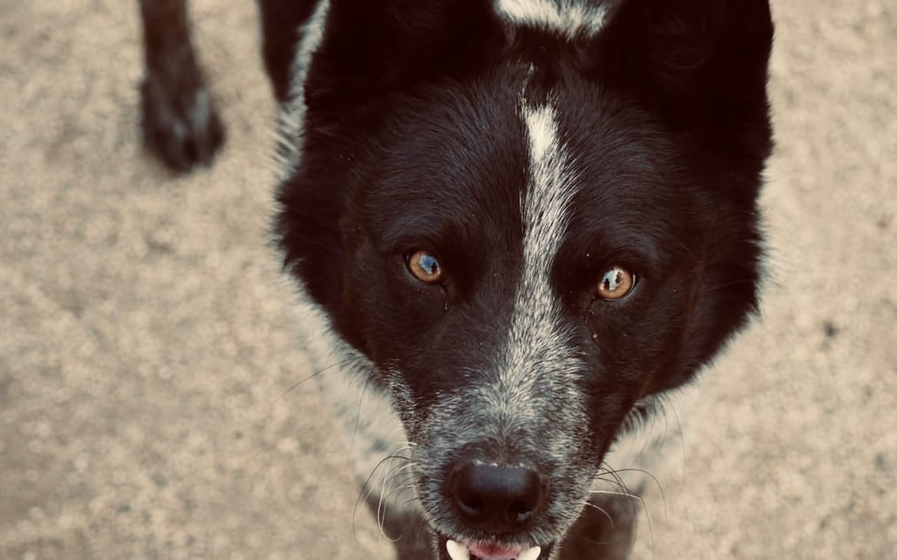 Karelian Bear Dog