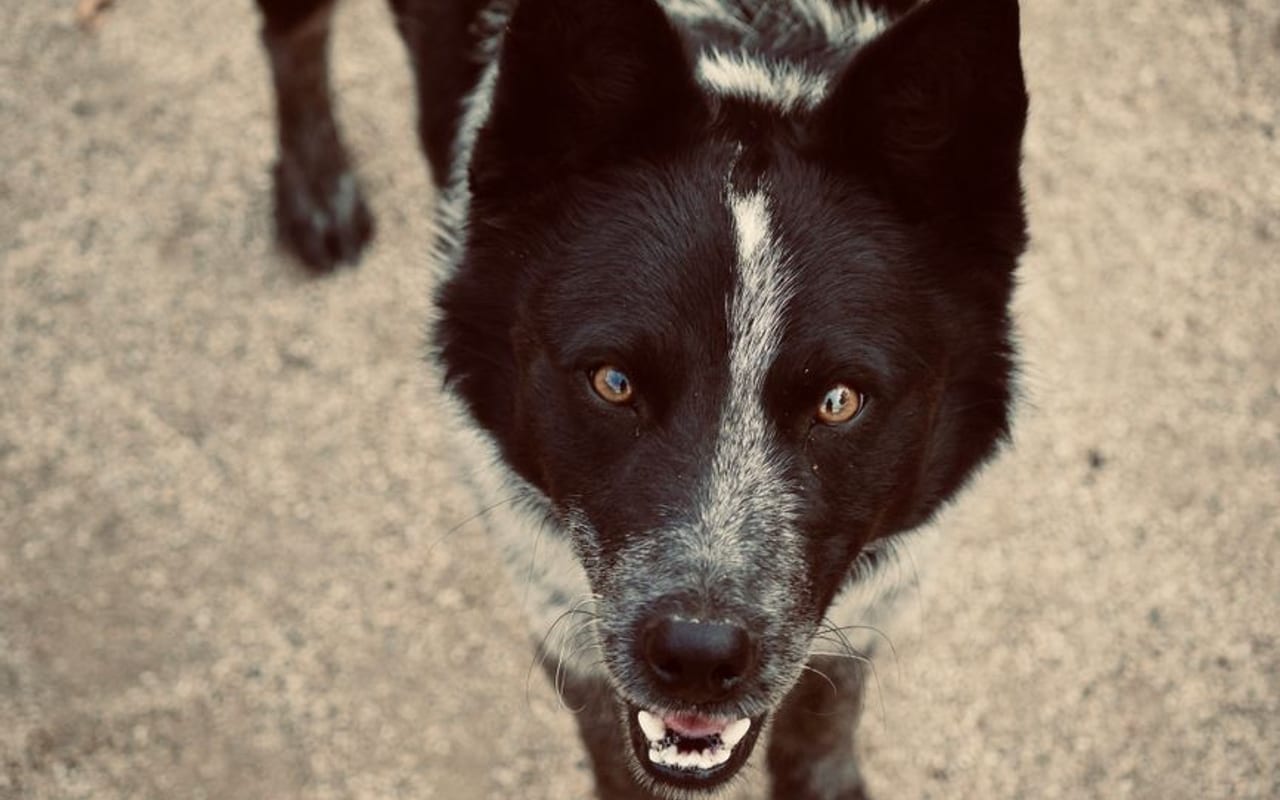 Karelian Bear Dog — gallery 4