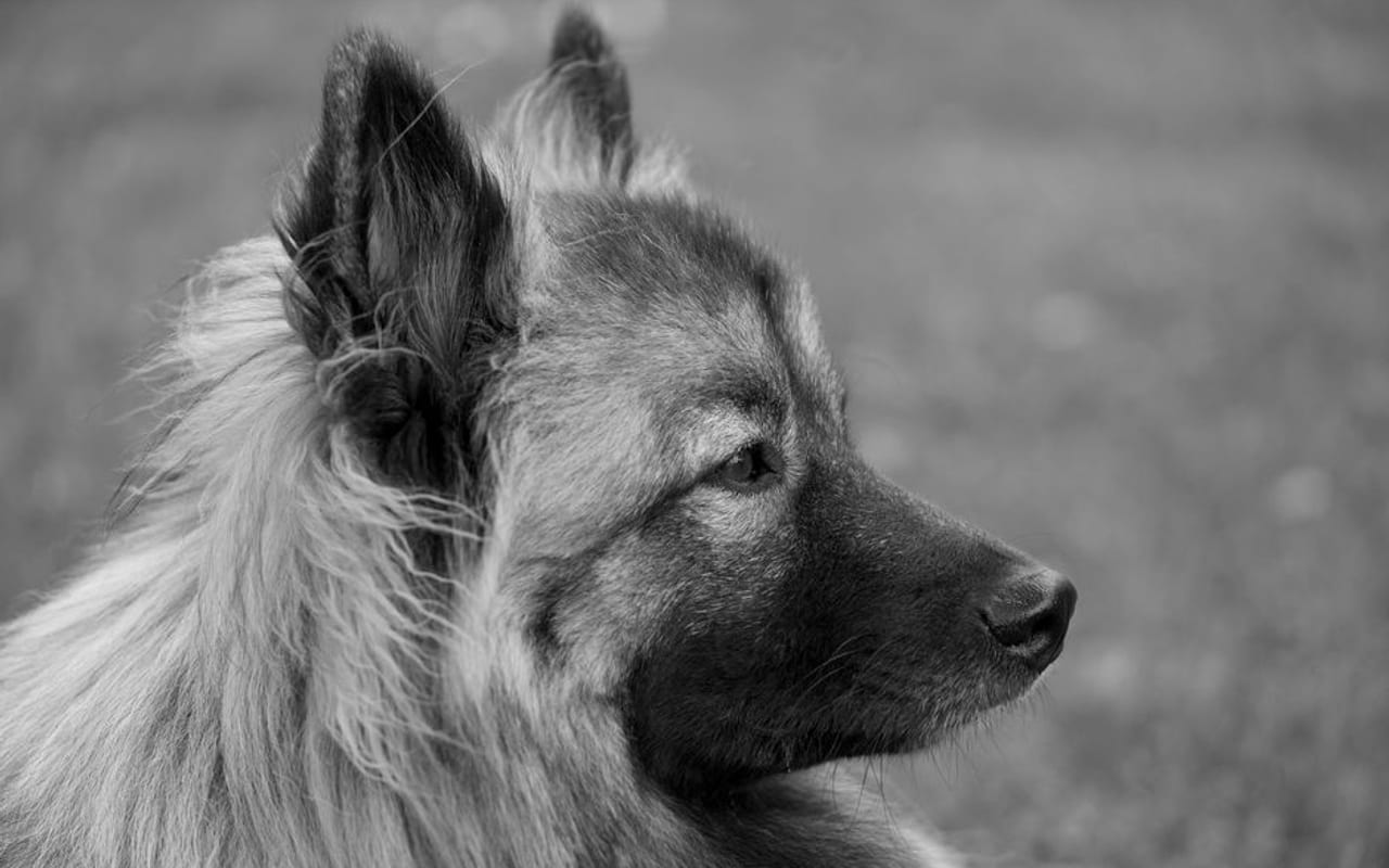 Keeshond — gallery 4