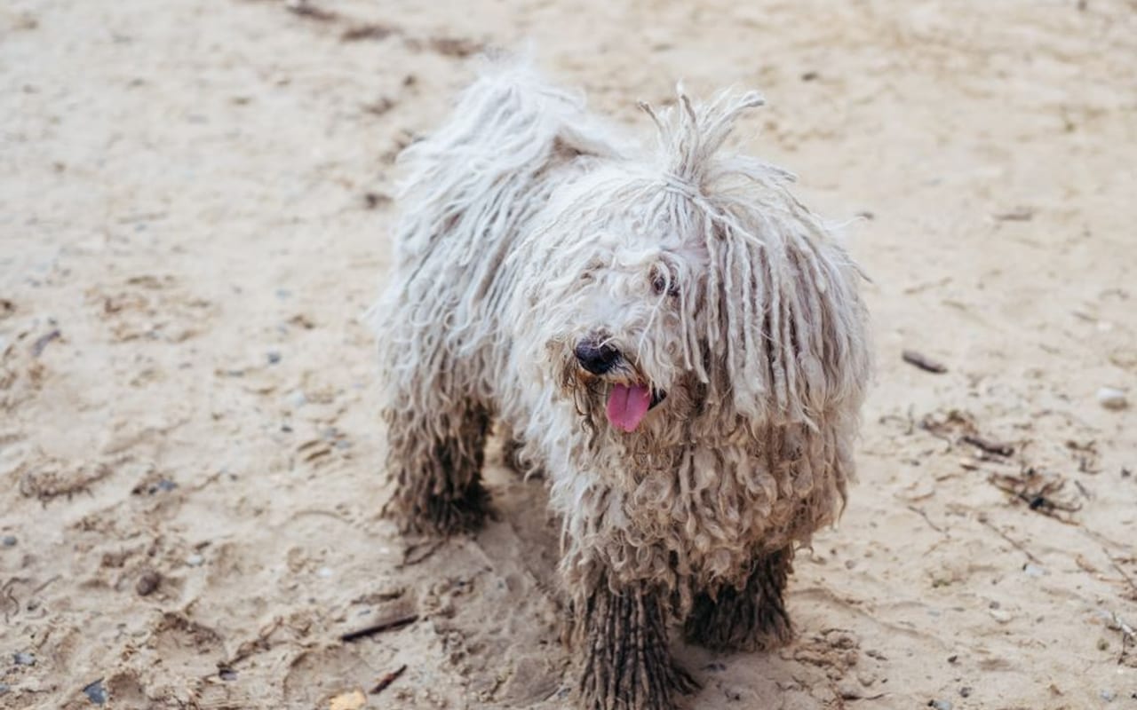 Komondor — gallery 4