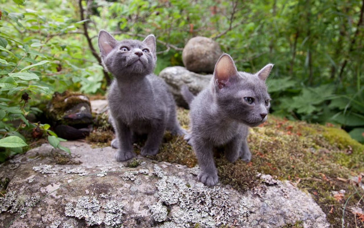 Korat