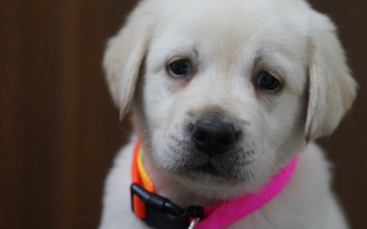 Labrador Retriever breed