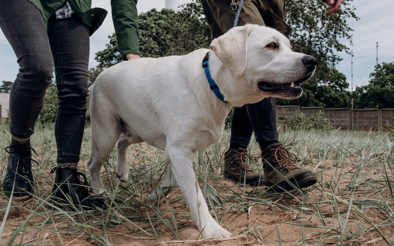 Labrador Retriever — gallery 2