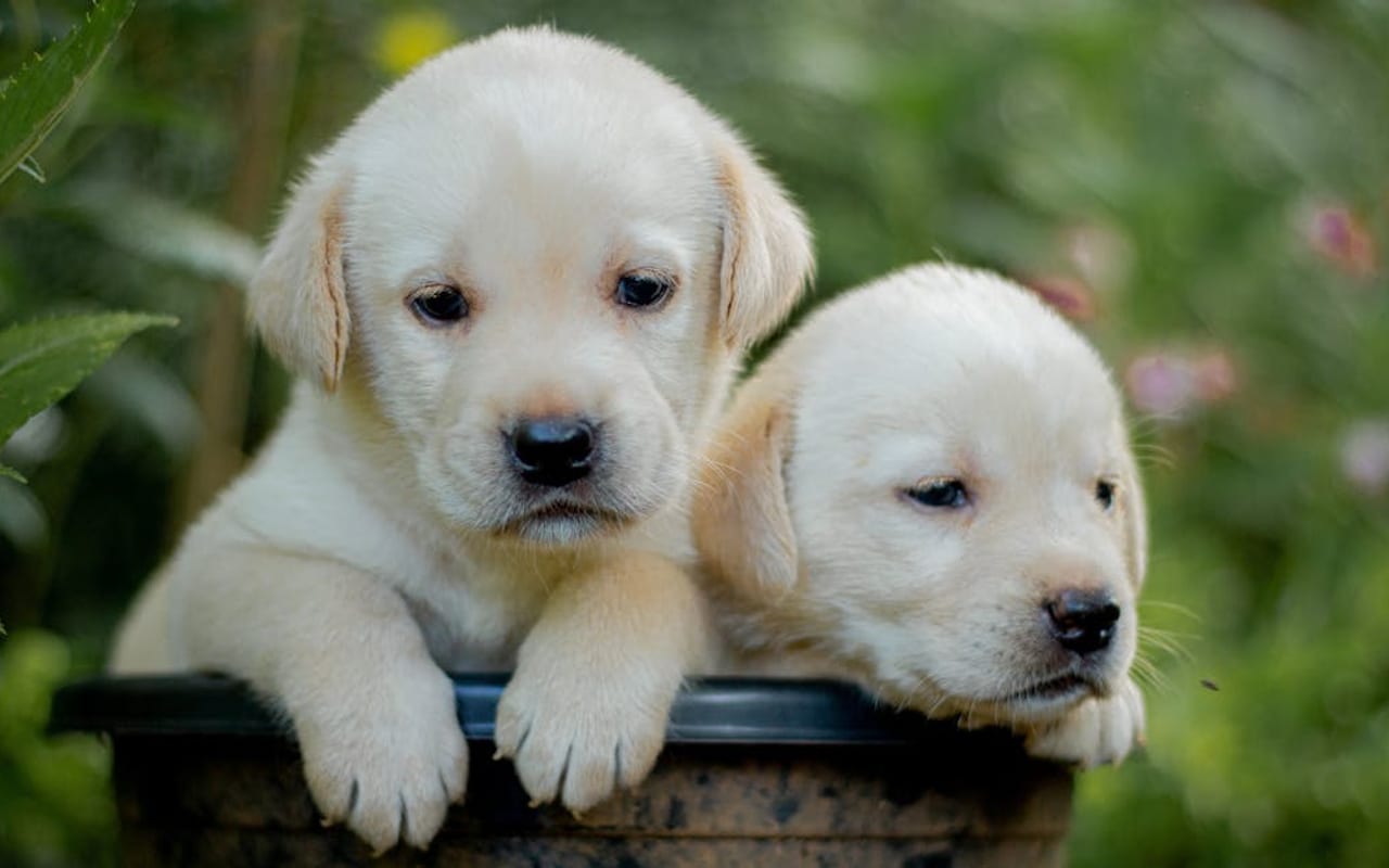 Labrador Retriever — gallery 3