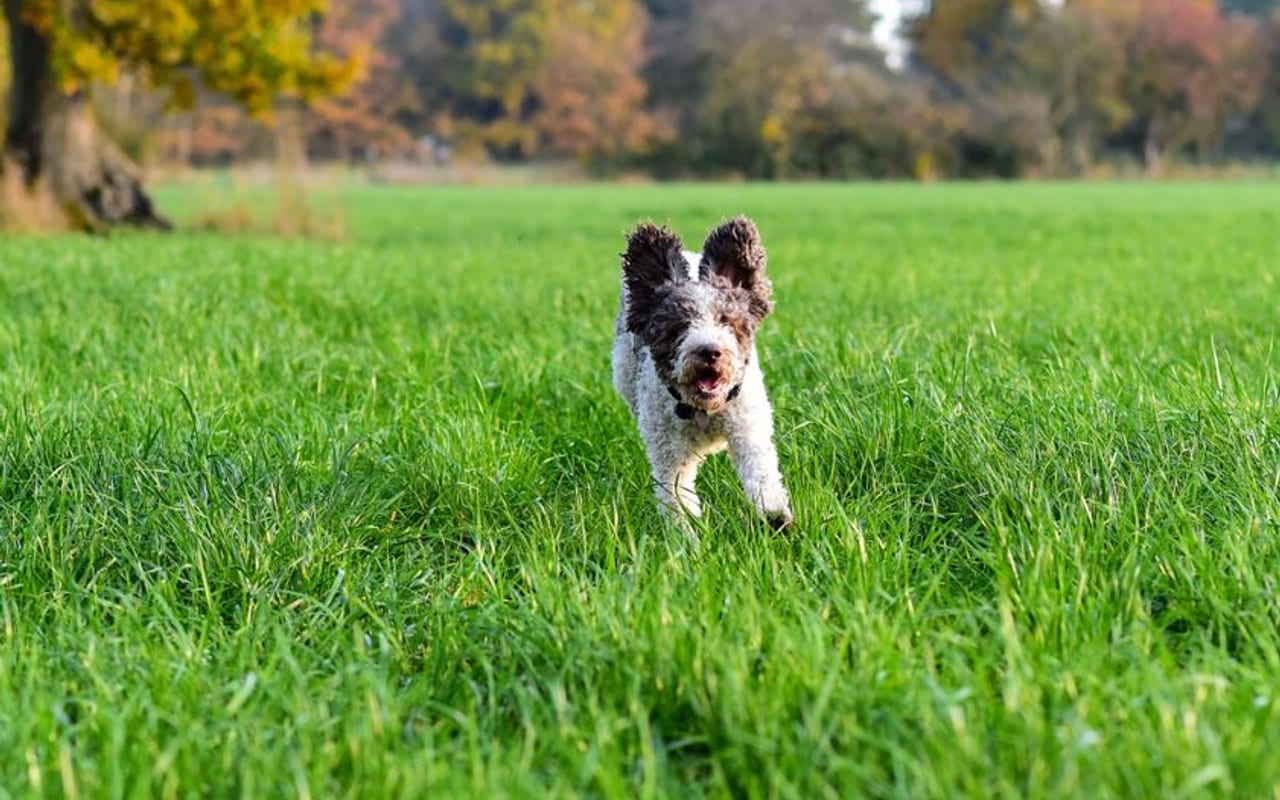 Lagotto Romagnolo — gallery 4