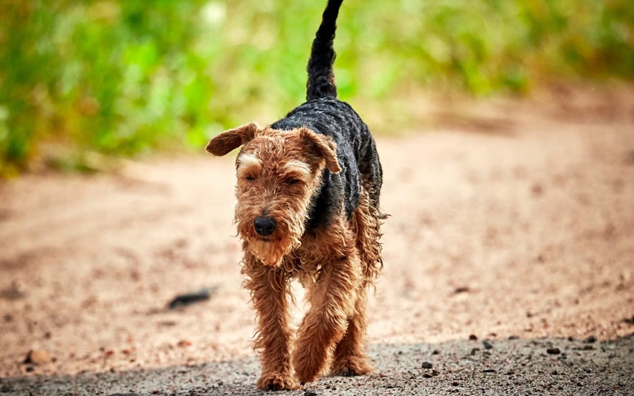 Lakeland Terrier