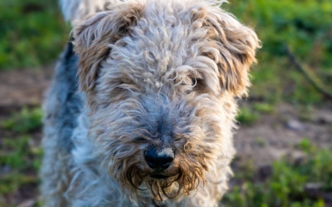 Lakeland Terrier — gallery 2
