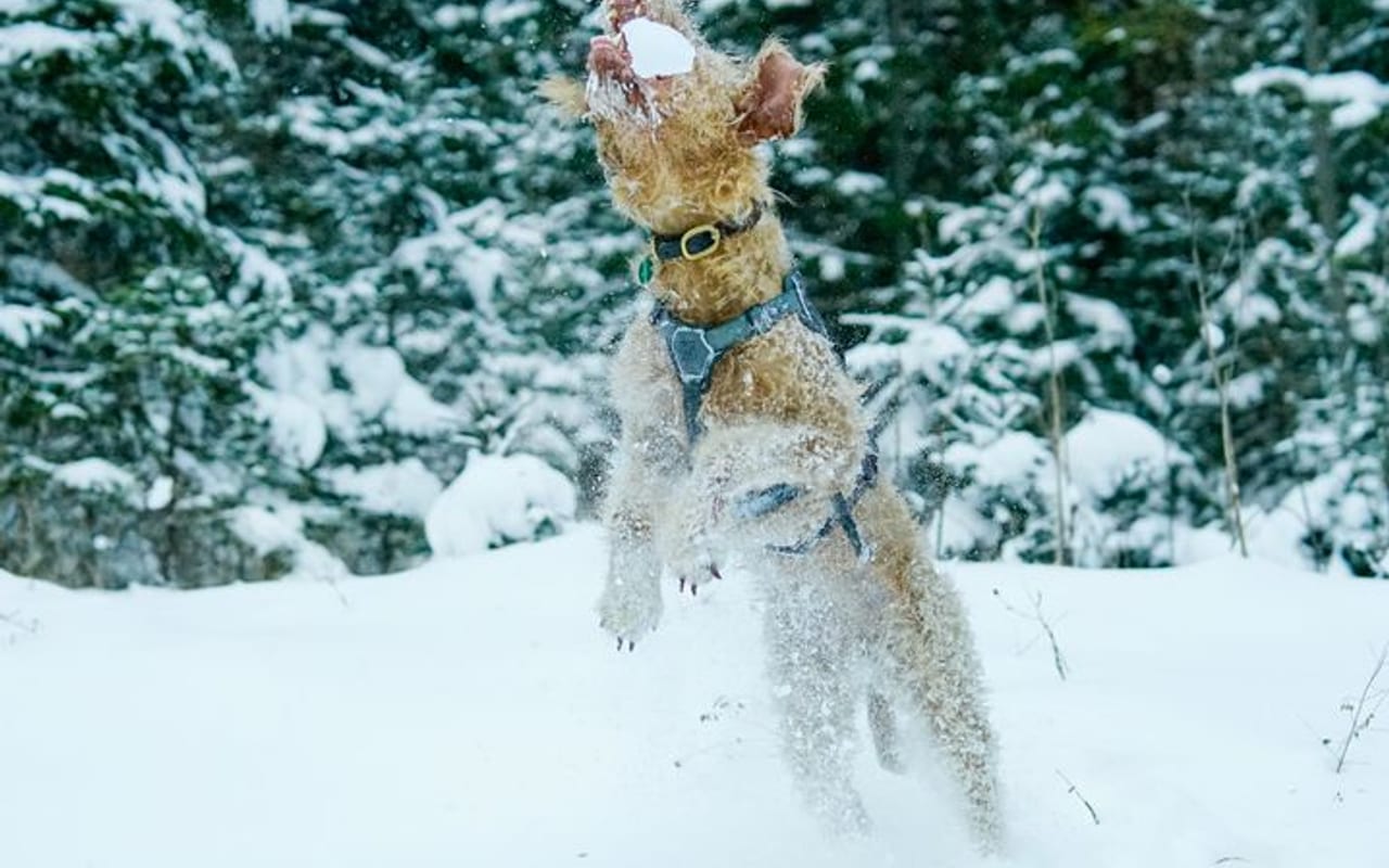 Lakeland Terrier — gallery 4