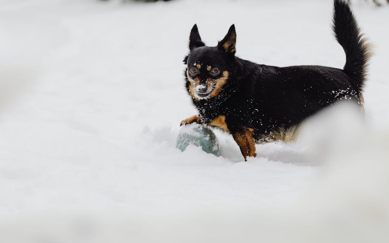Lancashire Heeler