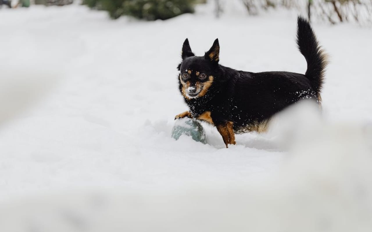 Lancashire Heeler — gallery 4