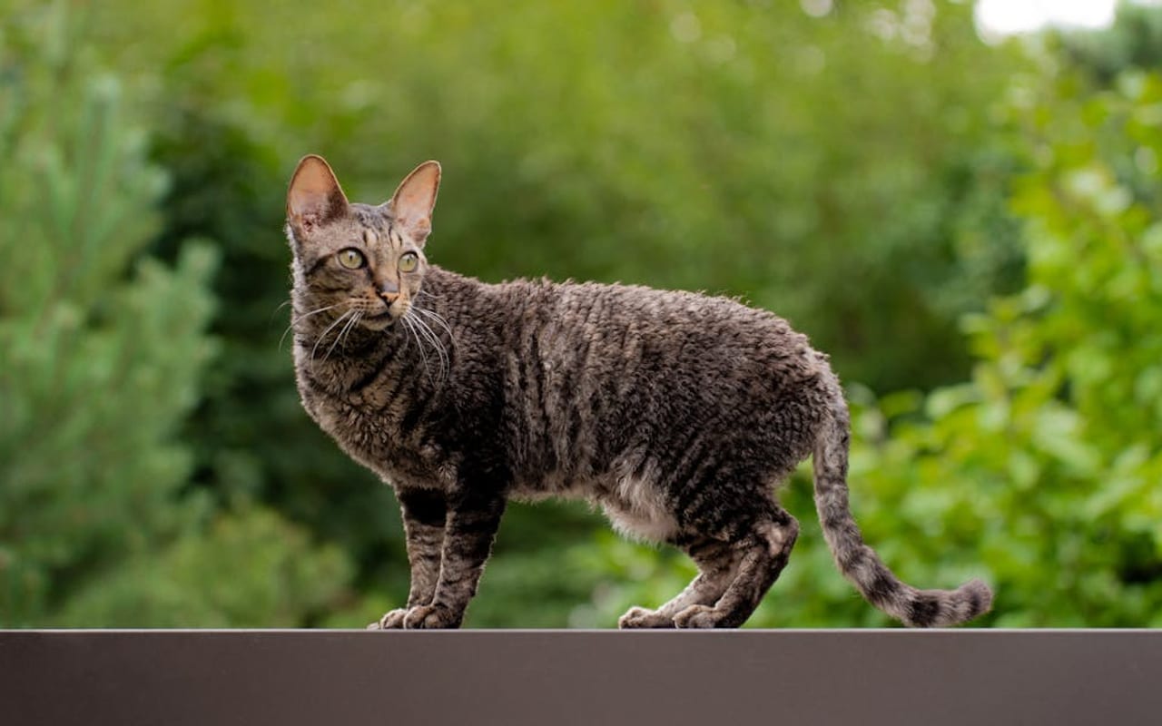 LaPerm cat breed portrait