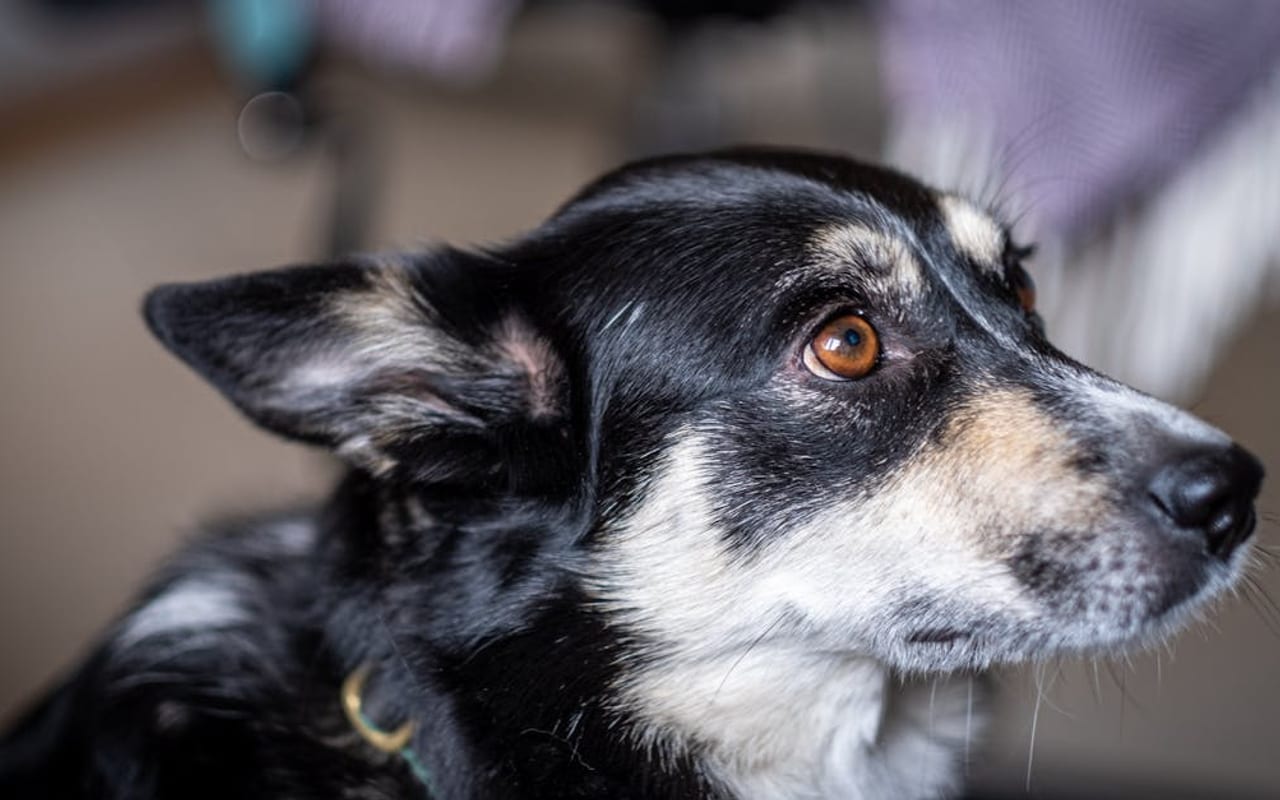 Lapponian Herder dog breed portrait