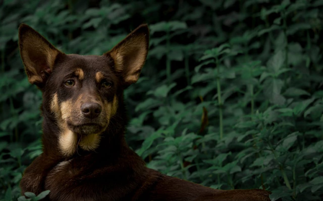 Lapponian Herder — gallery 2