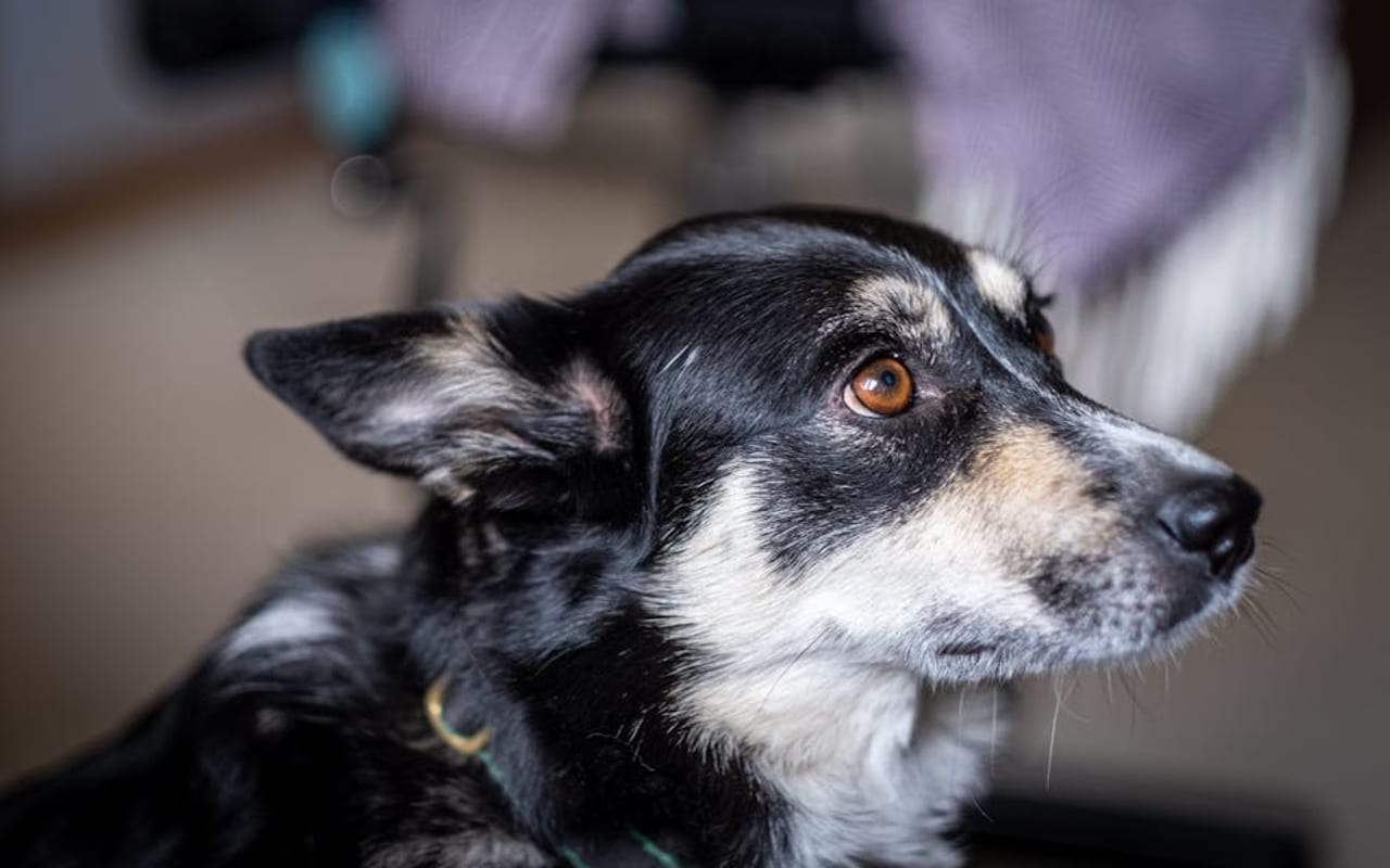 Lapponian Herder — gallery 4